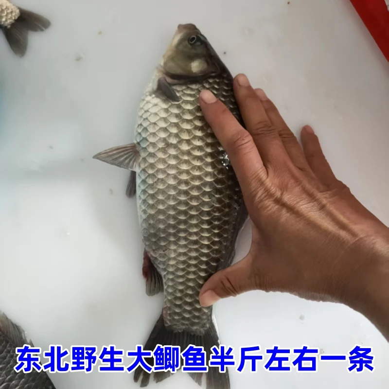 特大鲫鱼7斤野生特大半斤左右每条大鲫鱼冷冻鲫鱼
