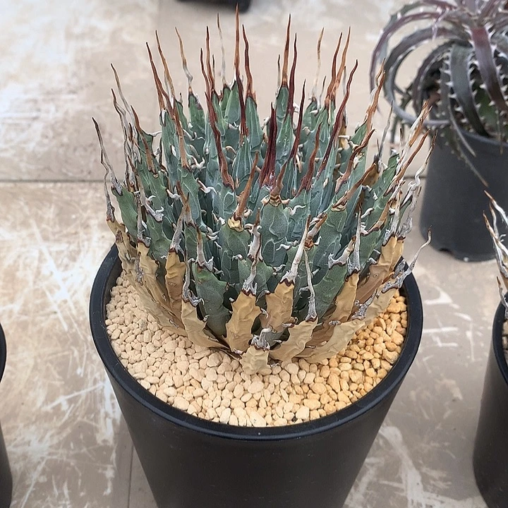 393曲刺妖炎8888888888