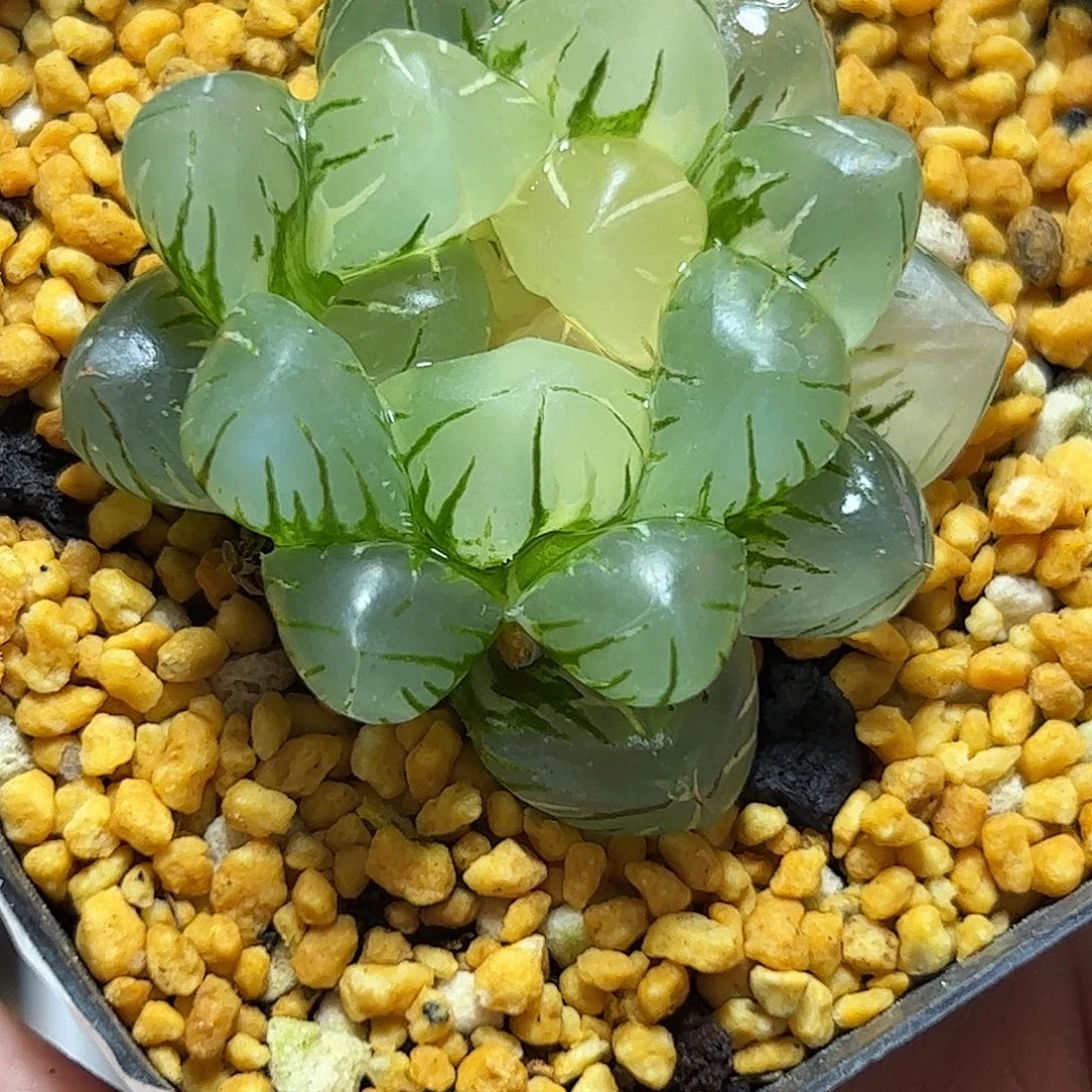 水中月锦十二卷多肉植物