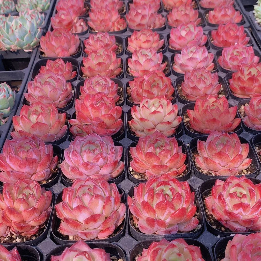 夜魔侠2357899900000