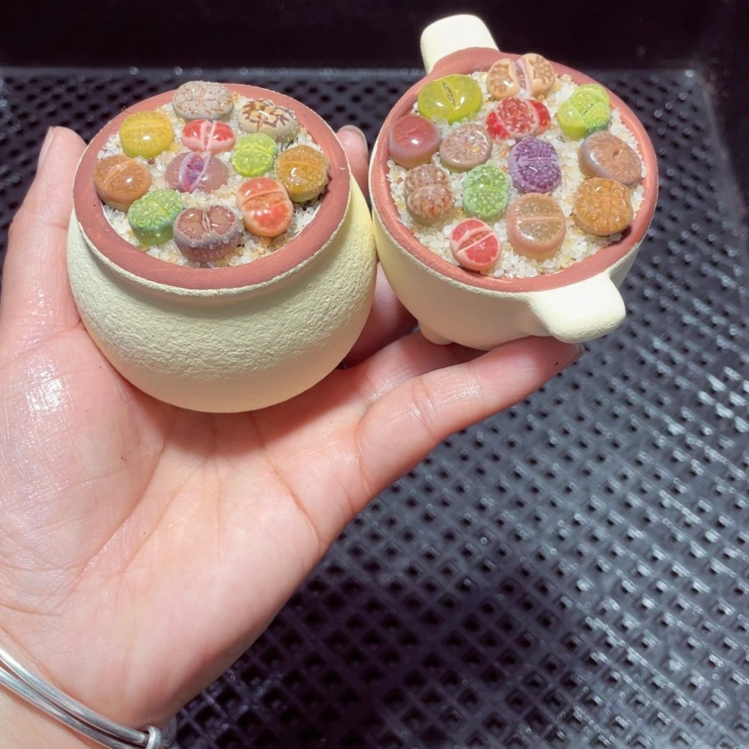 w1347 带盆土发货-零下地区拍保温箱