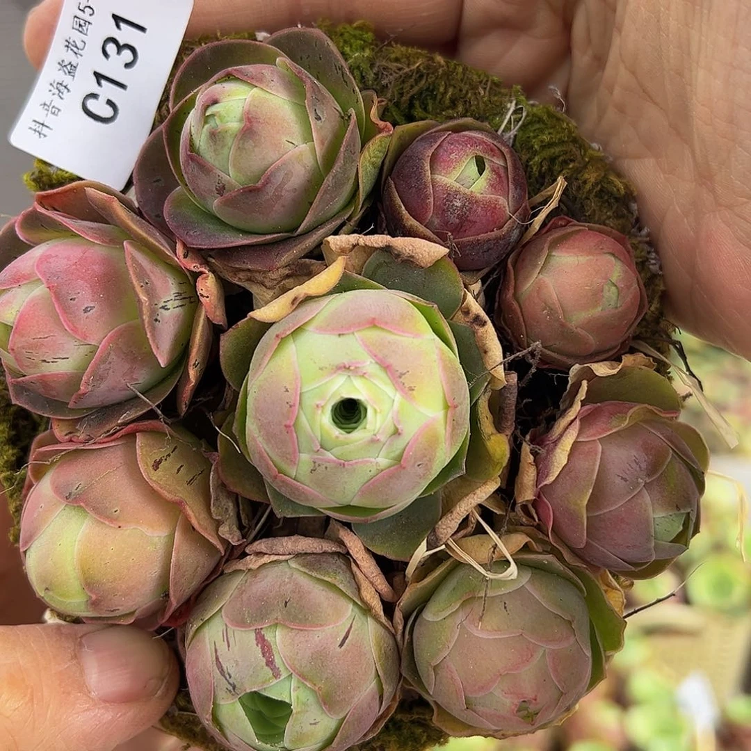 c131。 玫瑰混花篮。