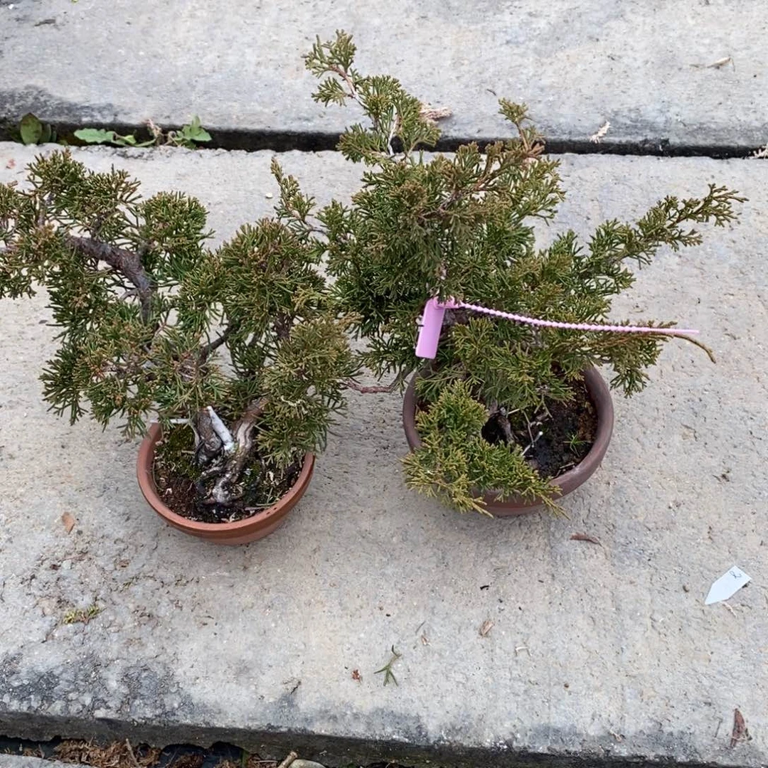 红陶书**道红红火火过大年两颗鱼