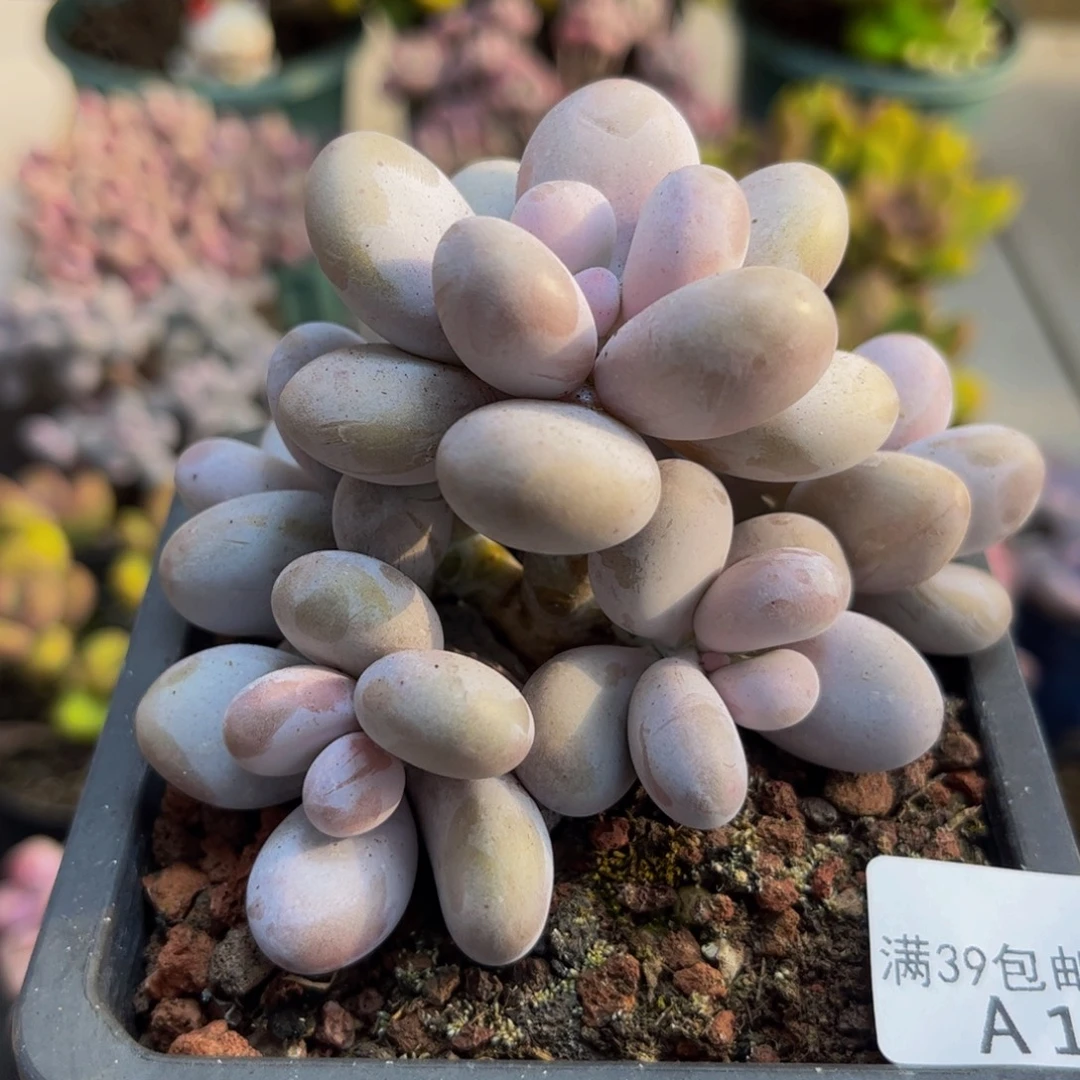 240水光针8cm多肉植物