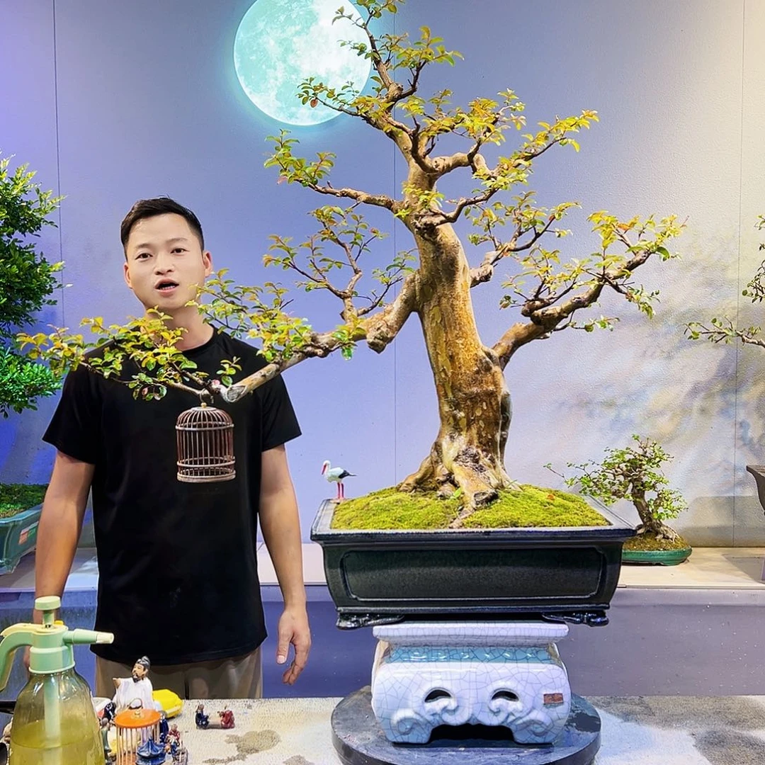 L***d无花朵精品老桩红花紫薇