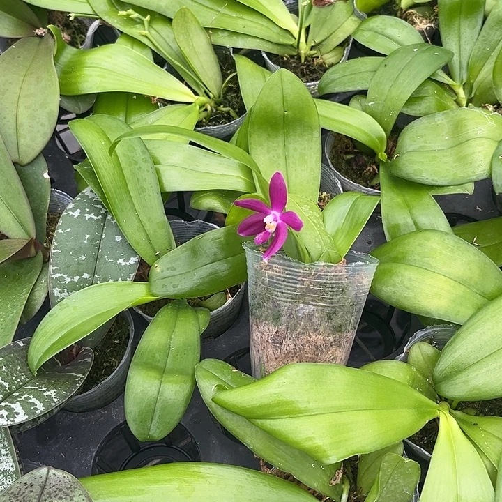 当前无花栽培后可以开花原生2.8寸苗子