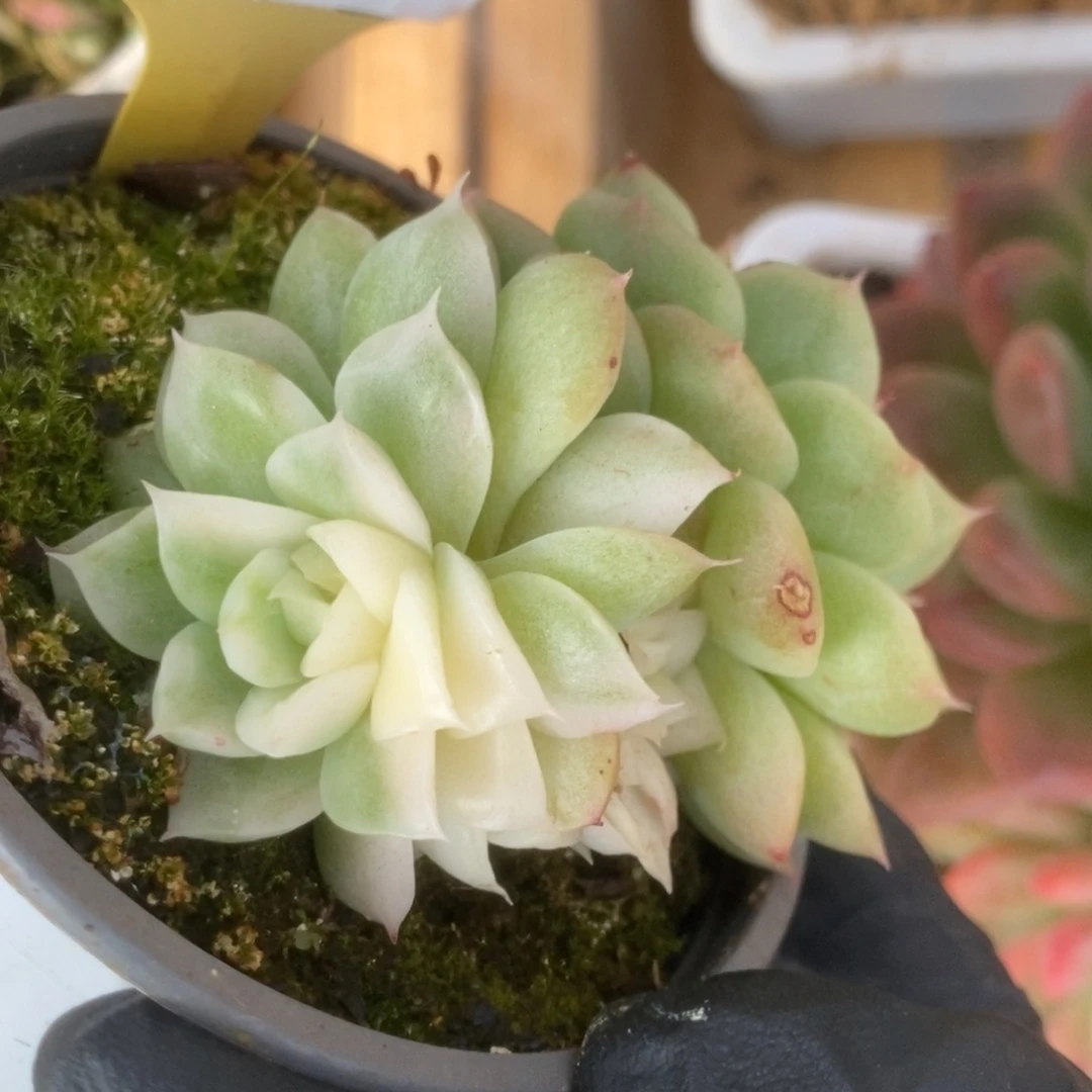 247白瓷麦秆锦锦锦