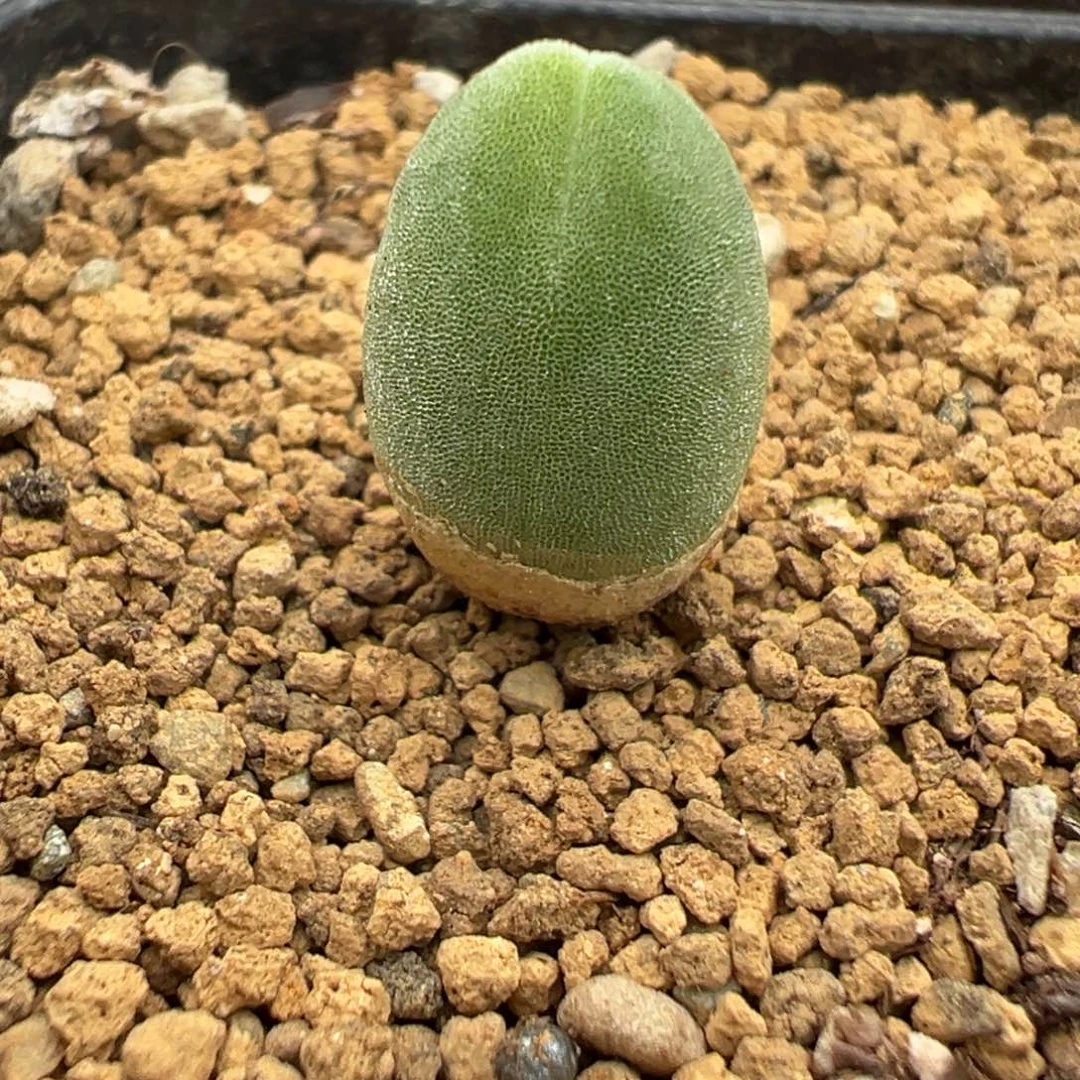 29-143肉锥多肉植物