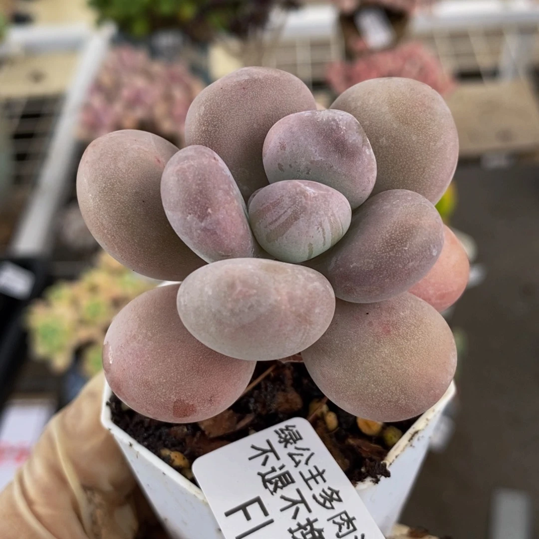 橙雪球116/5cm多肉