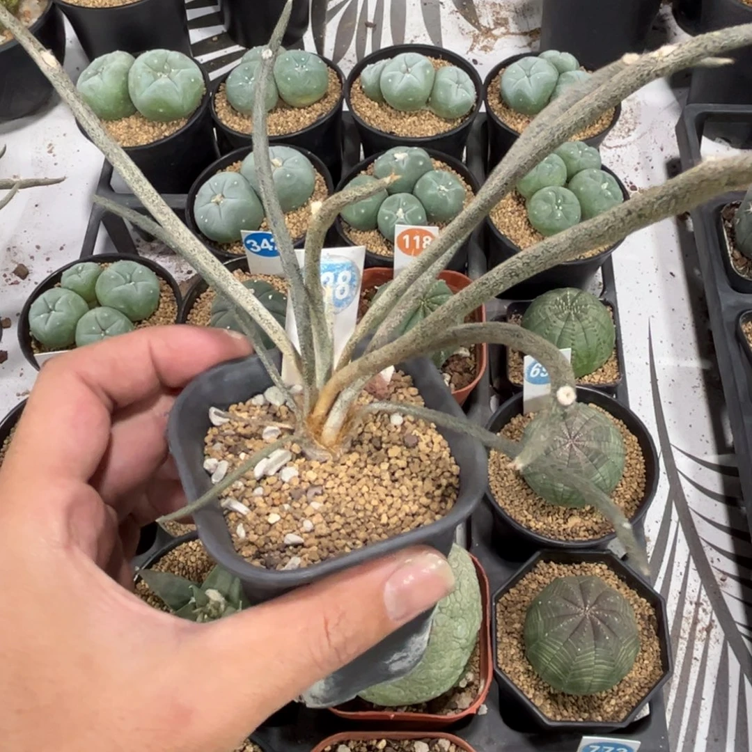 628实生美杜莎带盆带土