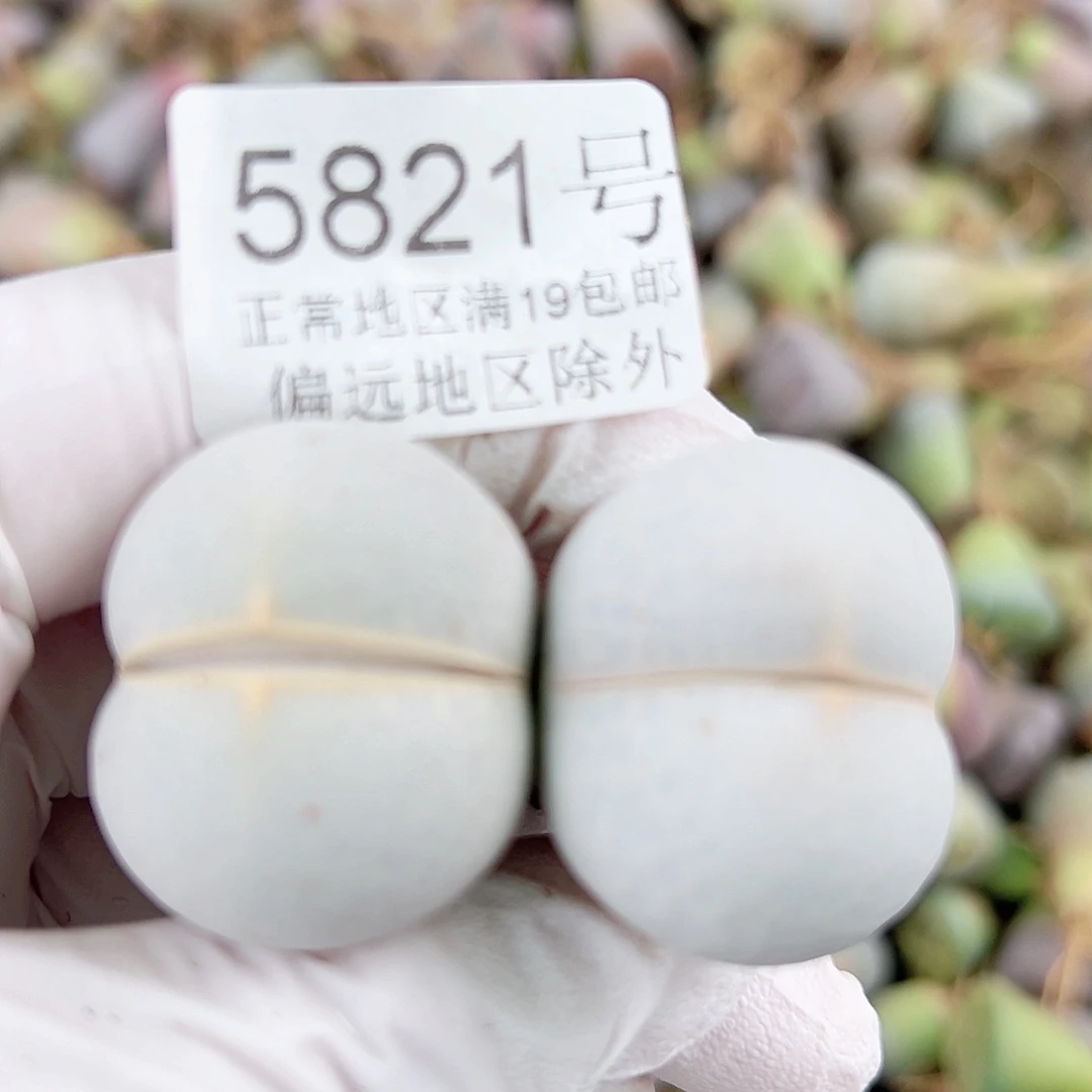 5821四年高尔夫两颗2.8cm左右