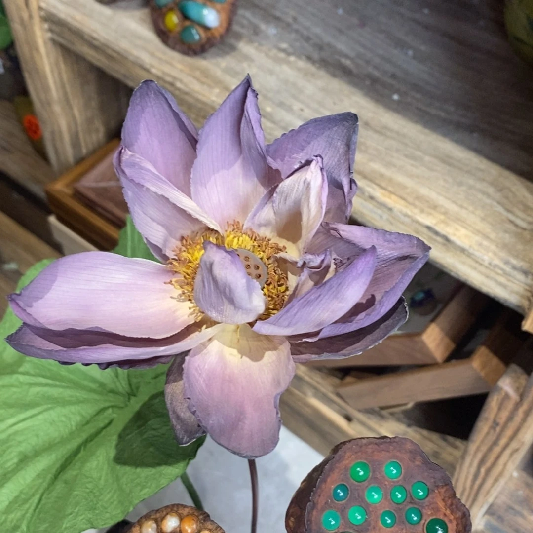 核桃木/黑胡桃（胡桃木）荷花