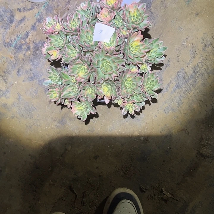 摇**手多肉法师植物链接58