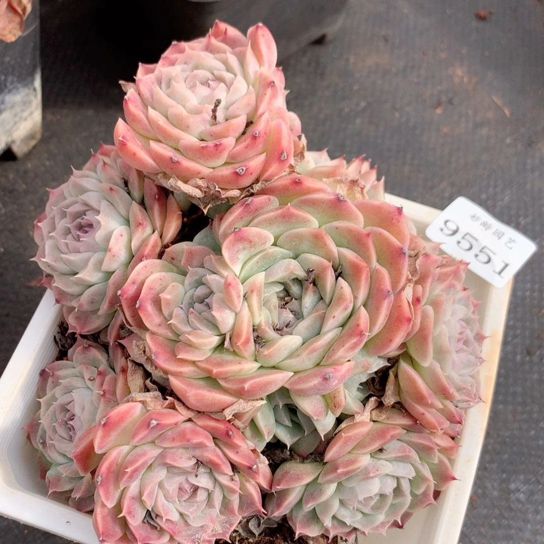 9551新年快乐呀发发发