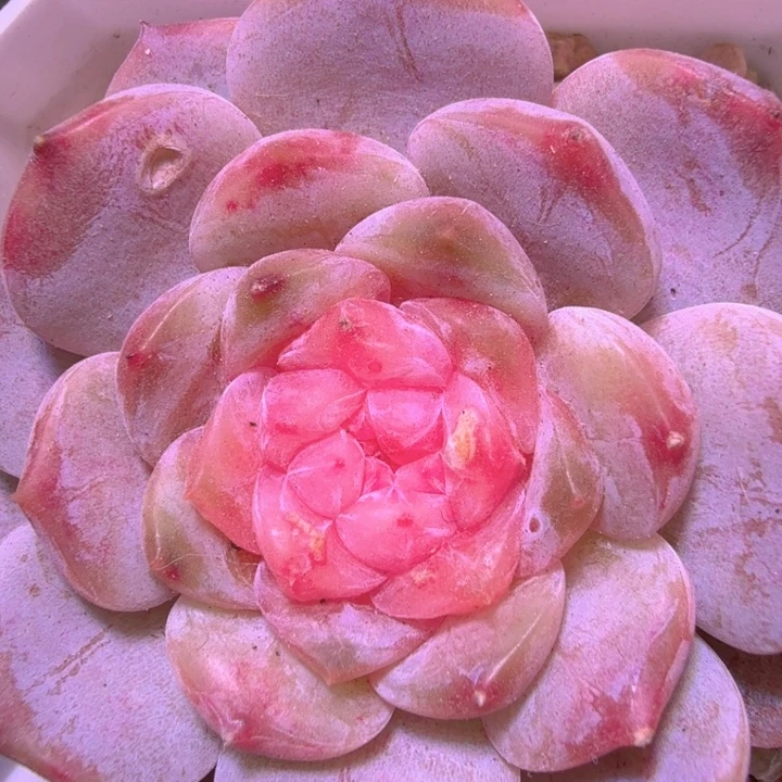 云岚开播福利特特特