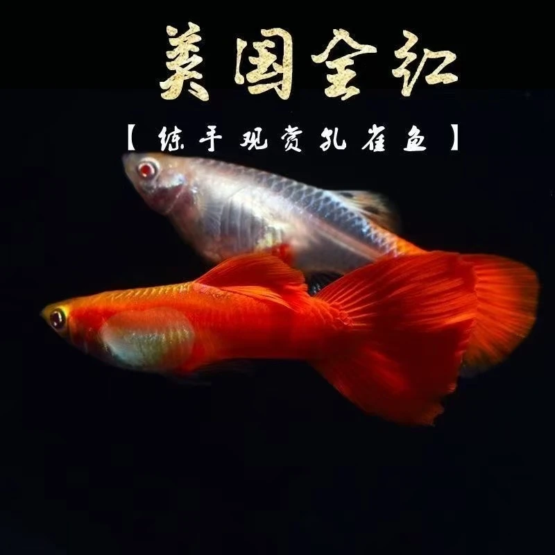 全红孔雀鱼小型热带观赏鱼活体可繁殖好养耐活