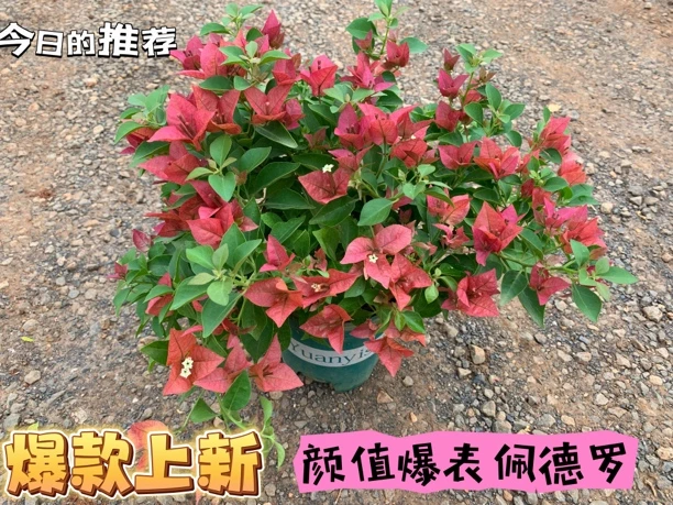 X《佩德罗》胭脂色三角梅盆栽树苗爬藤植物(落花落叶不予售后)