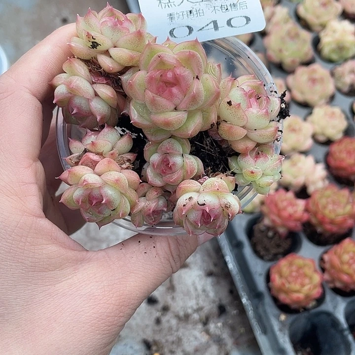 糕大上多肉植物040