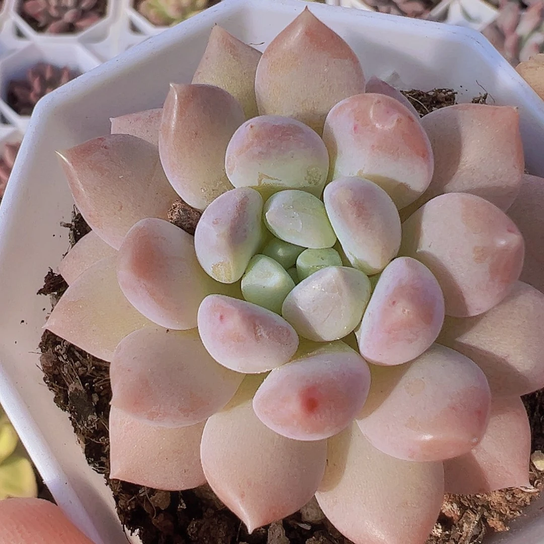 奶糖19包邮多肉植物