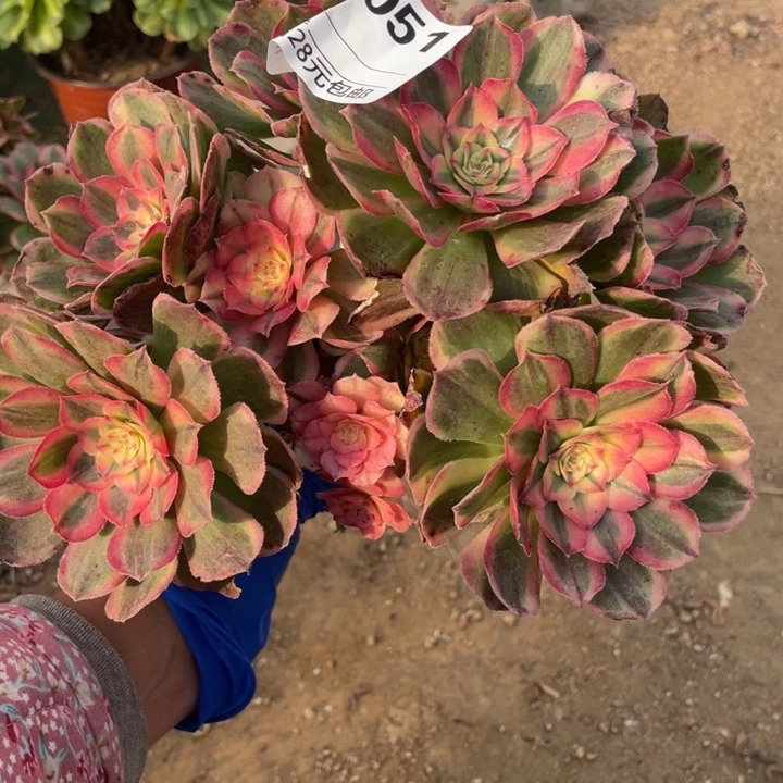 多肉植物海神朵朵法师051