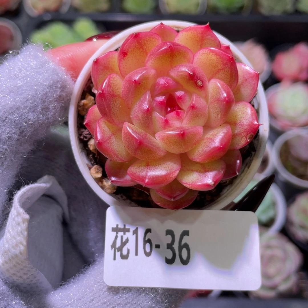 花利美16-36新品单头