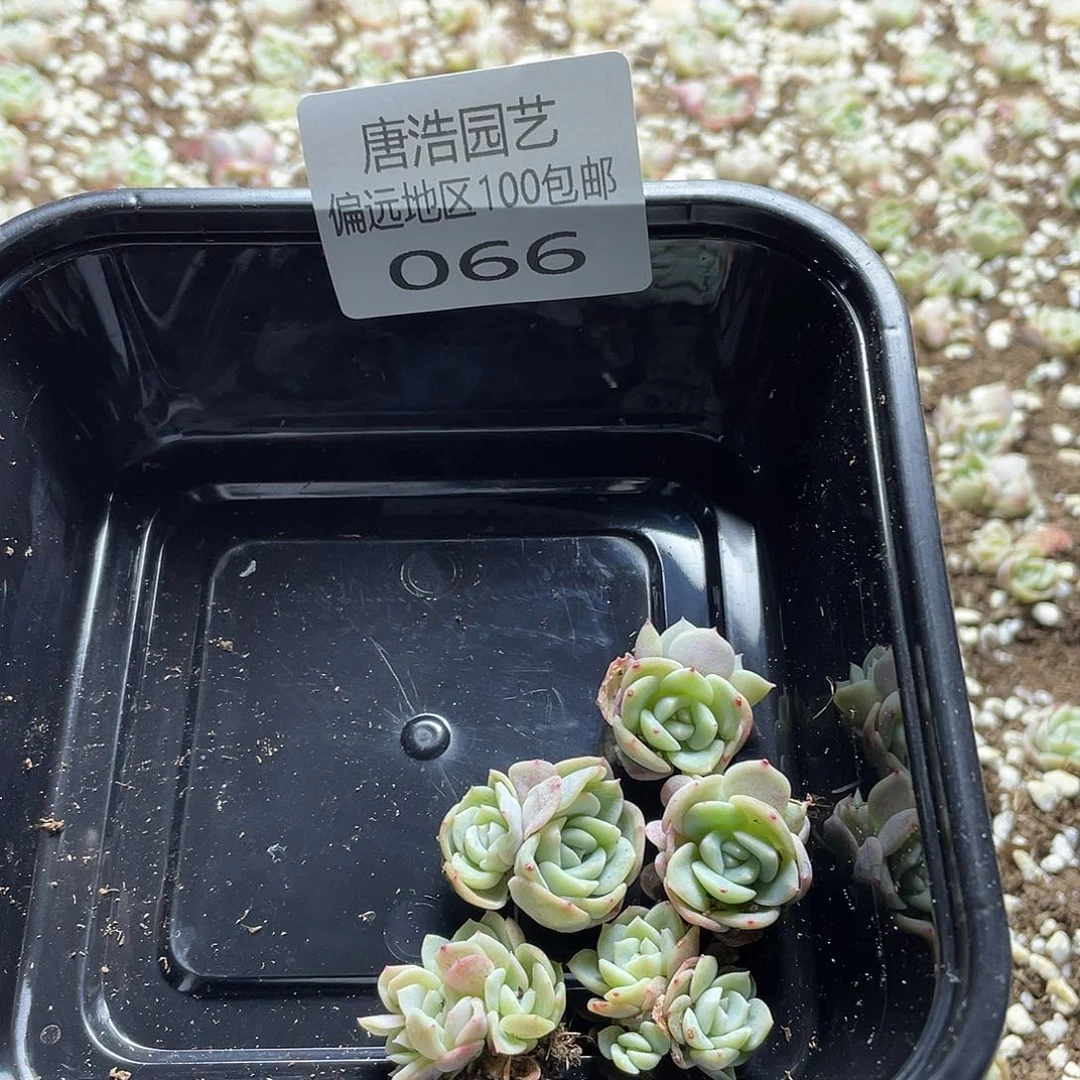 大宁甜心一物一拍066