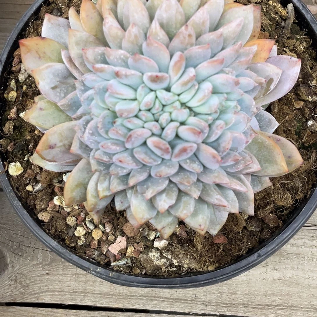 多肉星影缀化实生一个