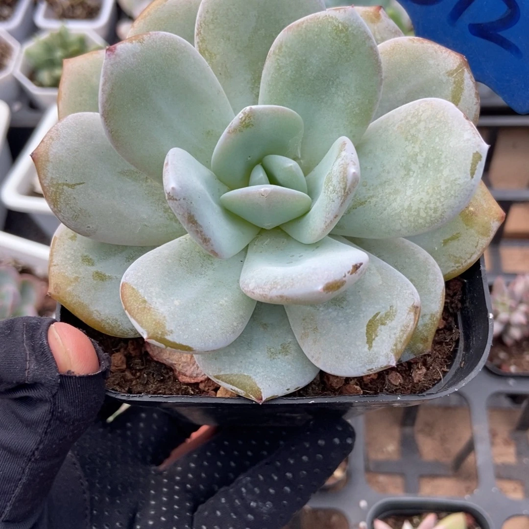 12奶茶多肉植物多肉