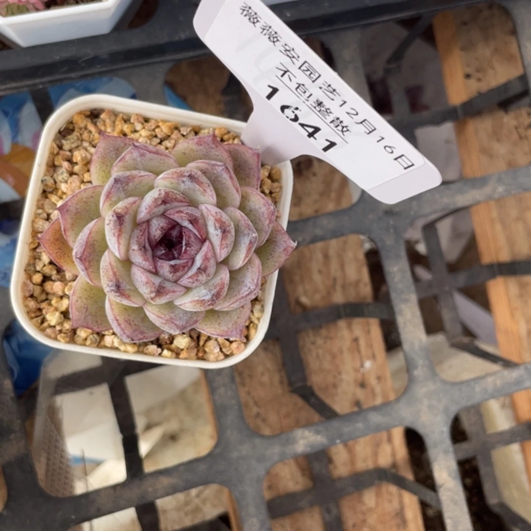 不包整散 盆子不售后1641