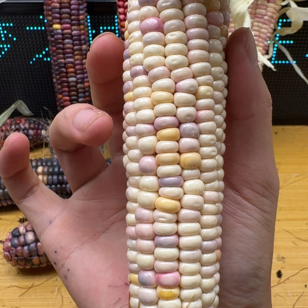 废***废柏香籽/百香籽吊坠