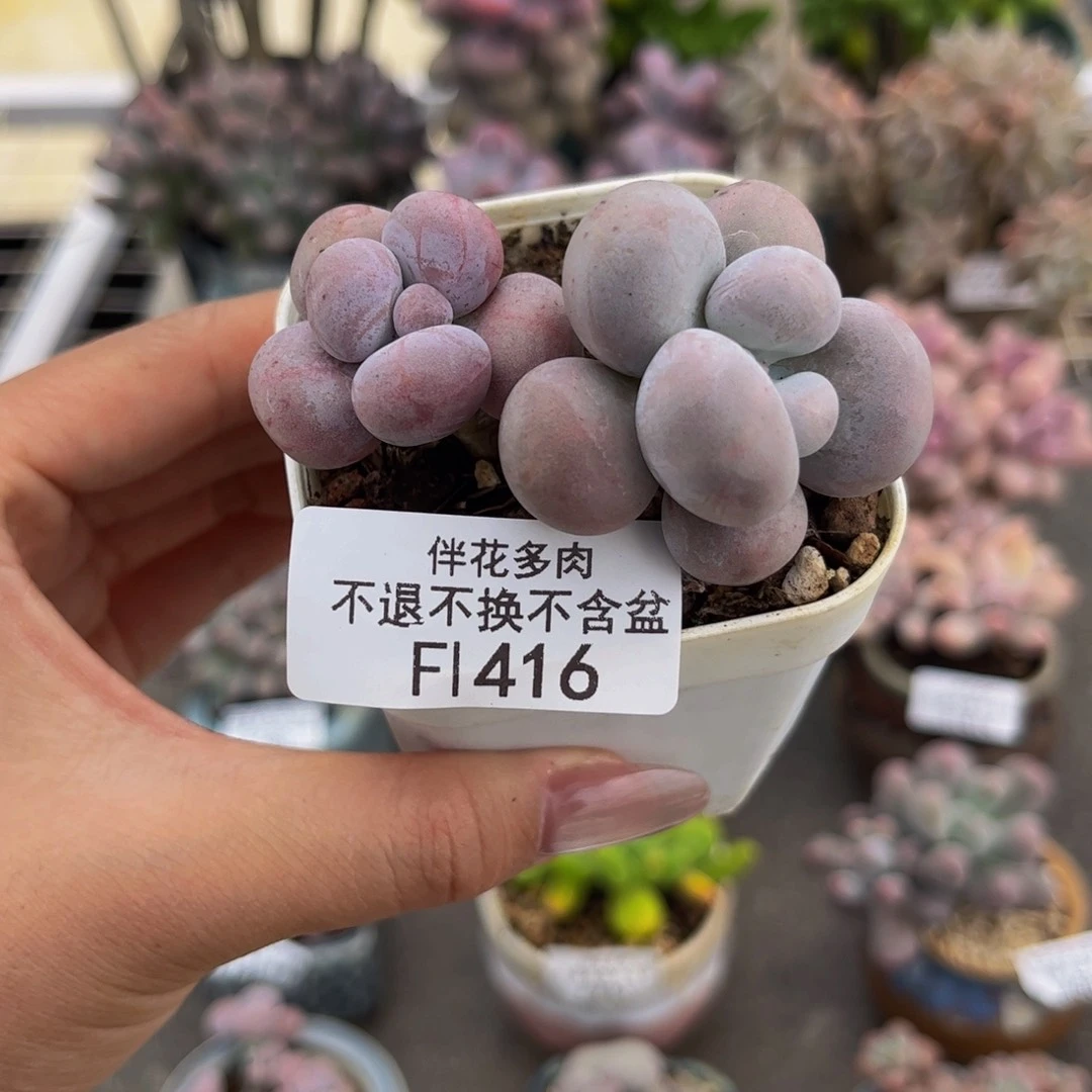 416-芭比奶多肉6cm