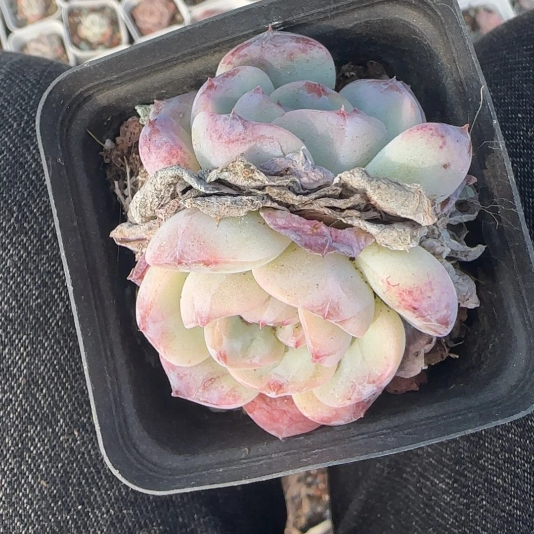 小卡拉米糖心一物一拍