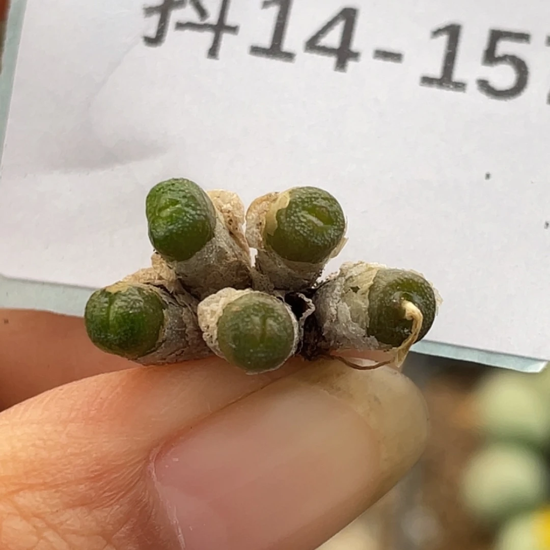 14-157方糖多肉植物