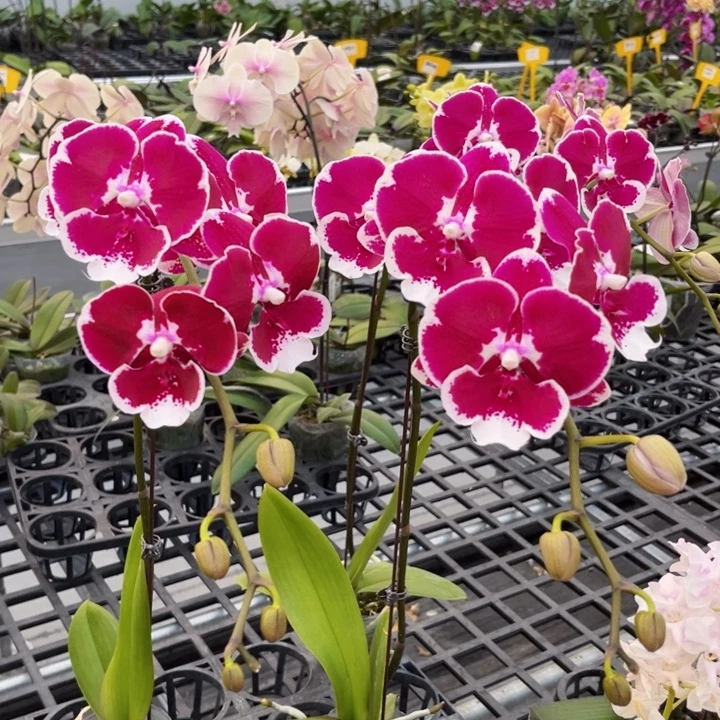 少量花朵（建议范围：2朵-5朵 或40%以下）