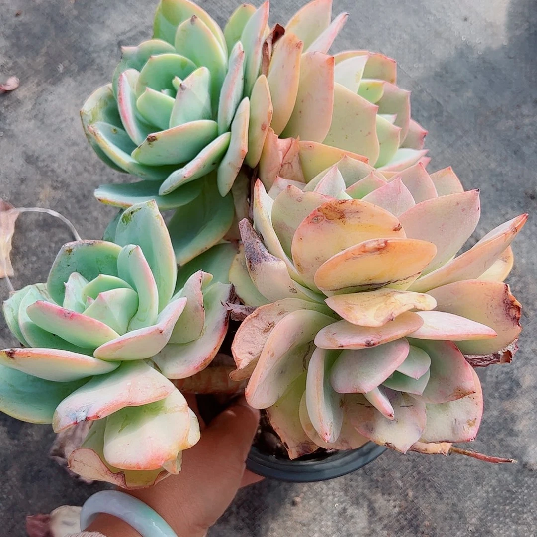 白凤老桩一物一拍