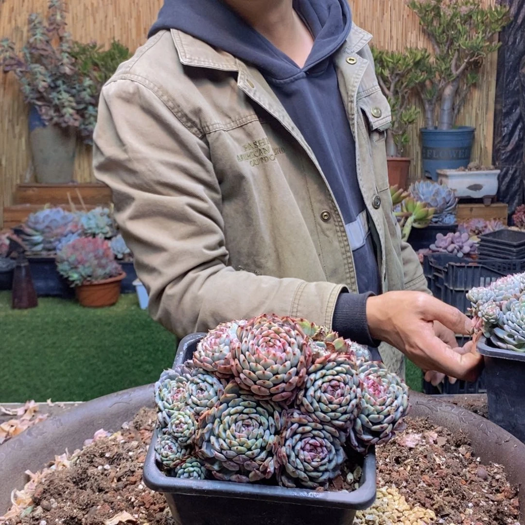 冬**阳A51 号白胖子多肉