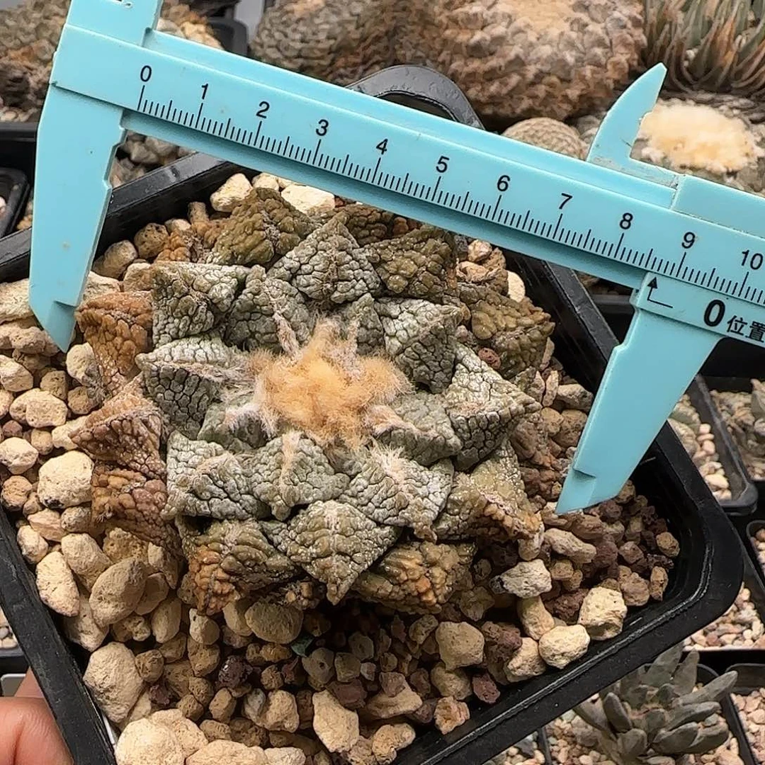 龟甲仙人球 1111111111111