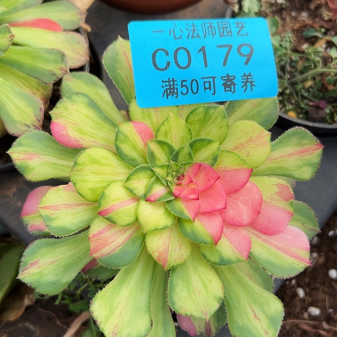 多肉植物0179知否