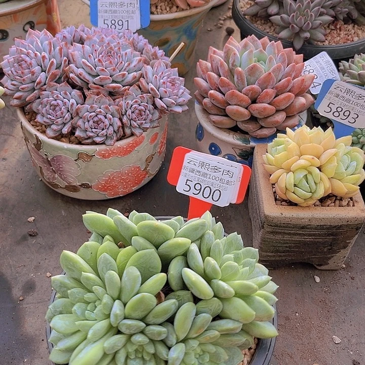 5900百搭翡翠。