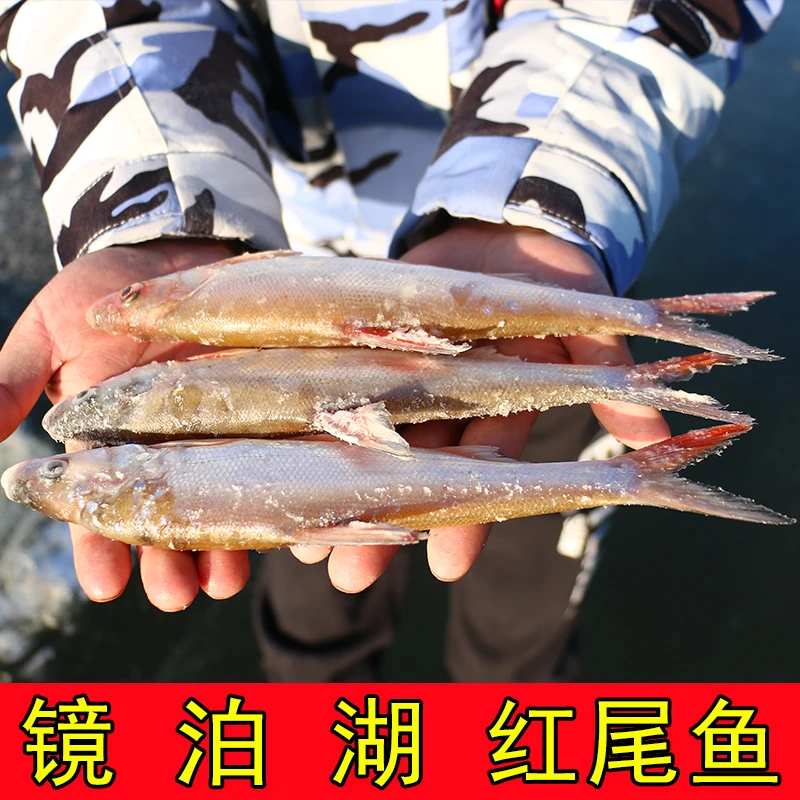 【红尾鱼】镜泊湖野生红尾鱼去鳞去内脏净重4斤/6斤冷冻发货