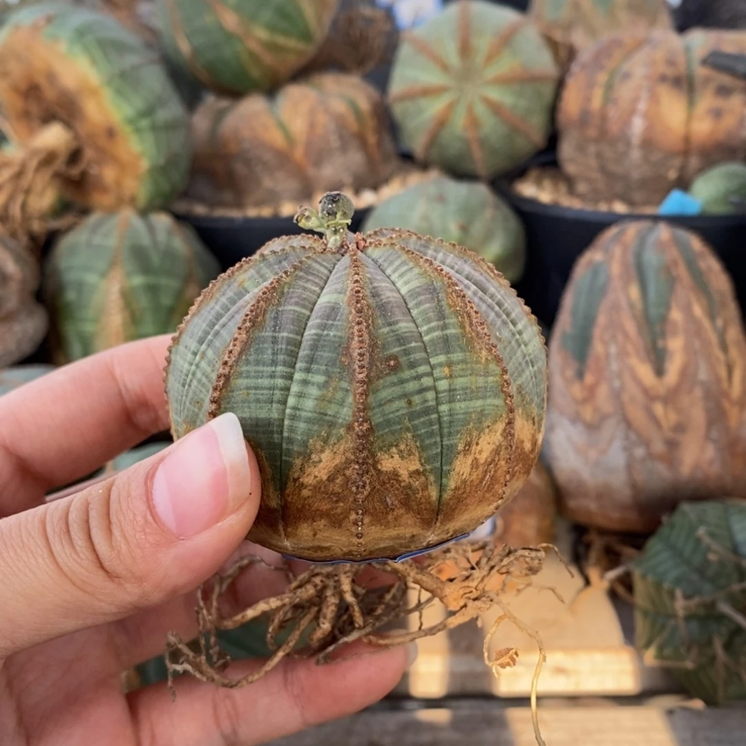 13欧系实生布纹球一物一拍