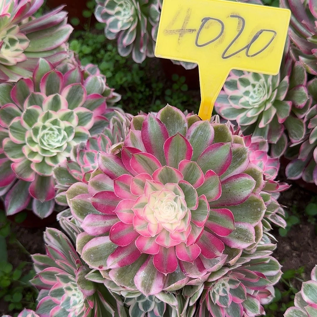4020---孔雀翎多头