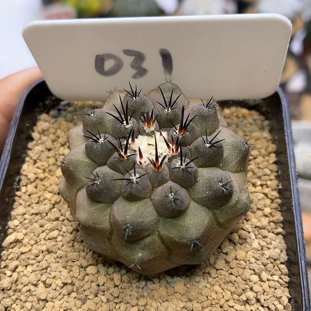 龙爪福利特价来了