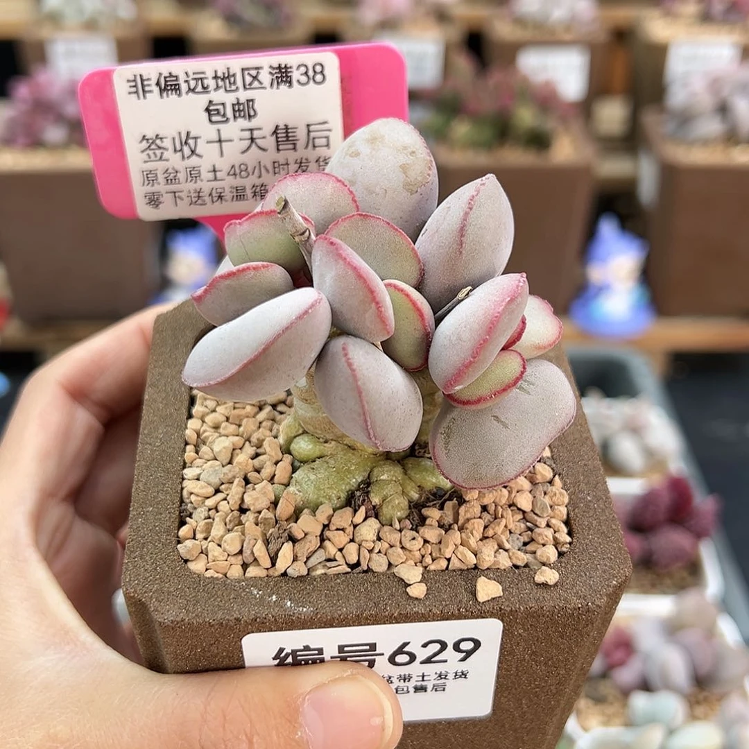 文****圭629白肌红蛋多肉