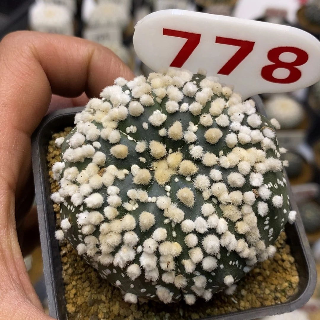 778花园兜缺水福利多多