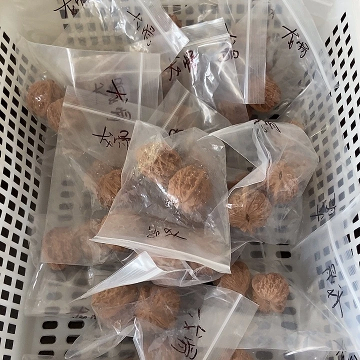 吊坠文玩核桃龙骨