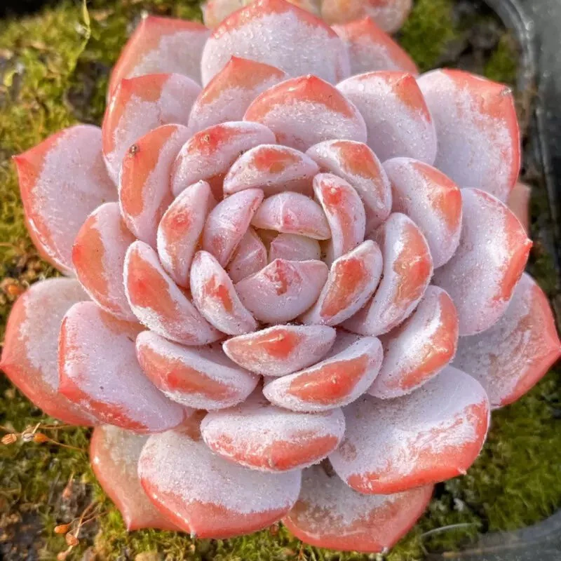 【满9.9包邮】星星橙4-5cm带盆土多肉植物满以直播间展示为准