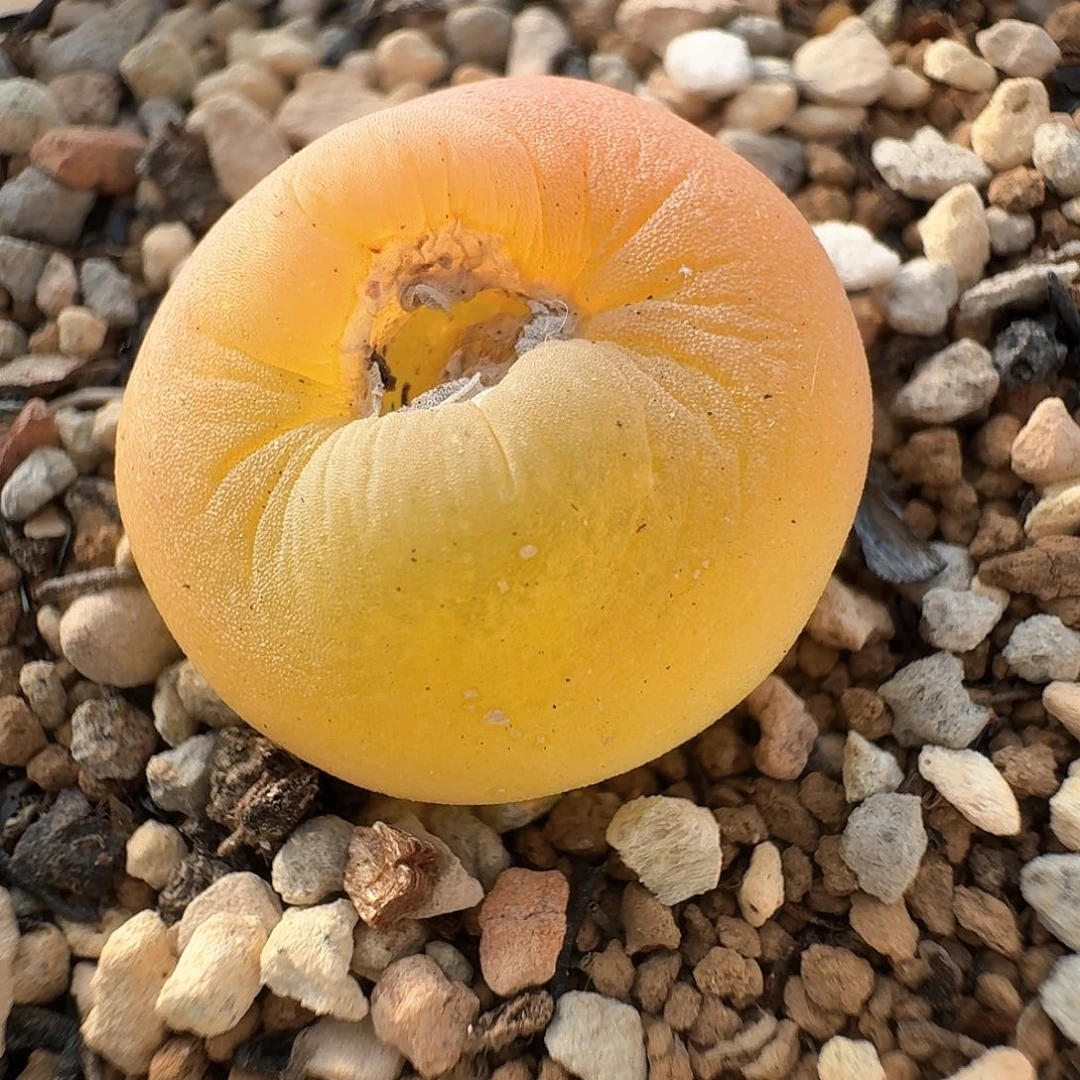 小青蛙320不售后