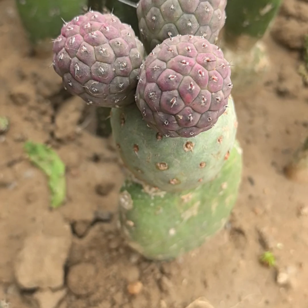 嘿*潶习志野仙人球直播