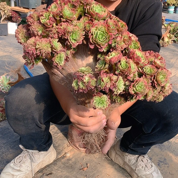 特价爱丽丝朵朵脱土发货啊